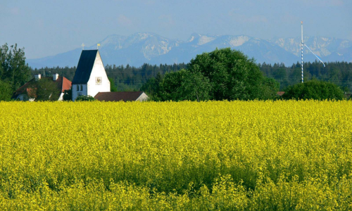 Blick über ein leuchtend gelbes Rapsfeld auf die idyllische Kirche St. Stephan in Oberhaching, mit der Alpenkette im Hintergrund. Die typisch bayerische Landschaft lädt zu einer genussvollen Radltour ein – ideal für Naturfreunde und kulturinteressierte Radler, die Oberhaching und seine Sehenswürdigkeiten entdecken möchten.