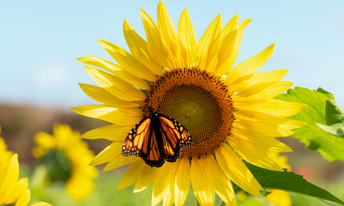 Strahlende Sonnenblume mit leuchtend gelben Blütenblättern im Sommerlicht, auf deren Blüte ein farbenprächtiger Monarchfalter sitzt. Das Bild symbolisiert Sommer, Natur, Lebensfreude und vermittelt ebenso Frische, Vitalität und Wohlbefinden; wie unsere Fitness- und Gesundheitskurse.